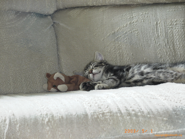Kitty0