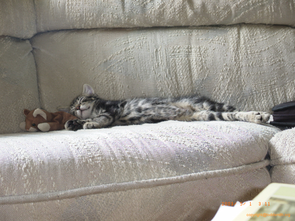 Kitty1