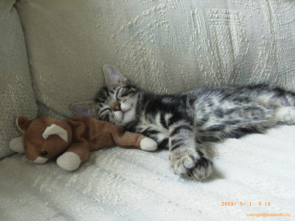 Kitty2